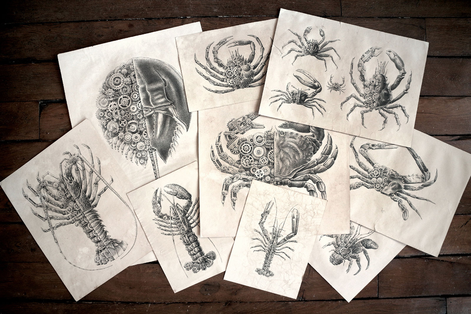 Steeven Salvat Crustacean study 1