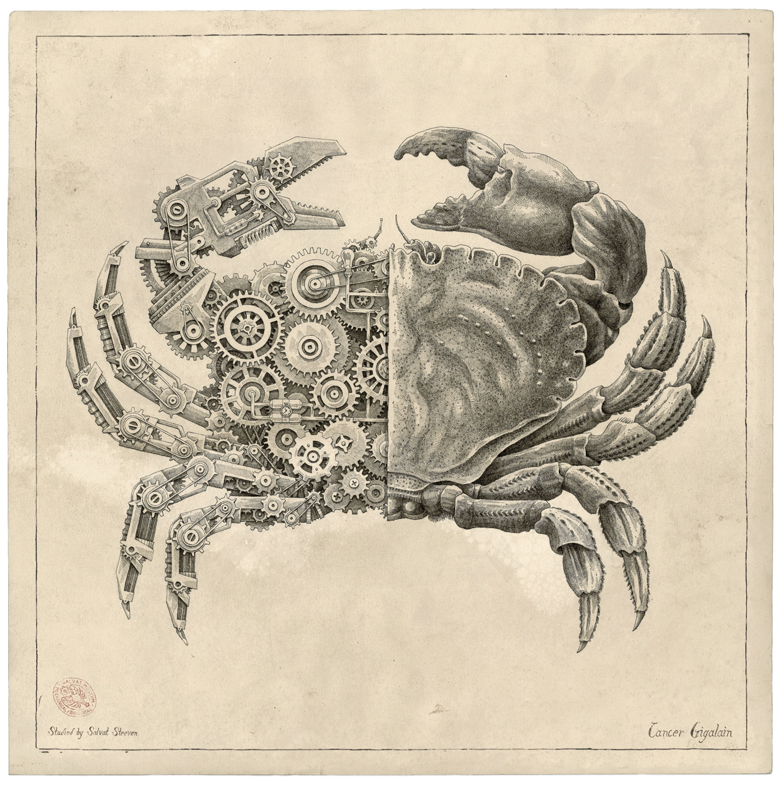 Steeven Salvat Crustacean study 2