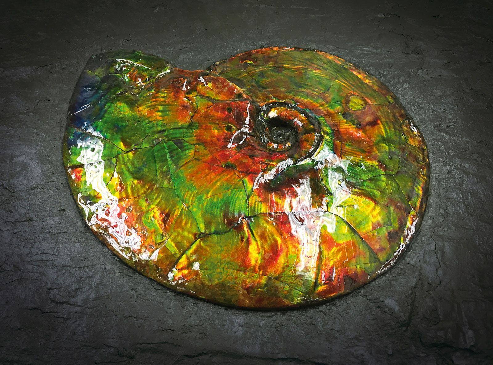 Christiaan van der Klaauw ammolite 1