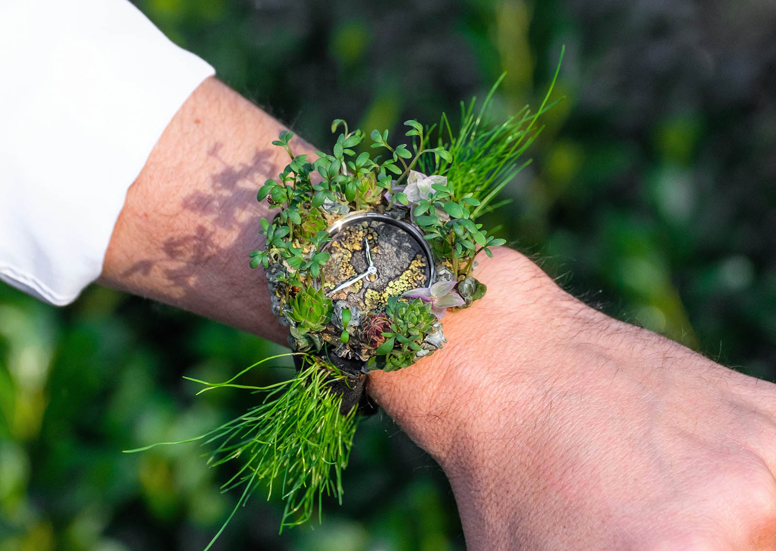 How to Grow & Care for Crassula muscosa, aka The Watch Chain Plant –  Crassula muscosa, Crassula lycopodioides, Crassula pseudolycopodioides –  Desert Plants Of Avalon